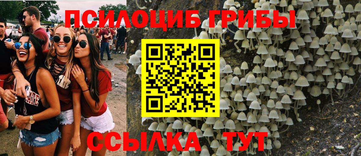 Псилоцибиновые грибы Psilocybine cubensis Надым